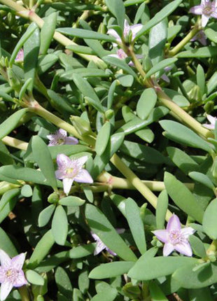 Sesuvium Portulacastrum or Shoreline seapurslane