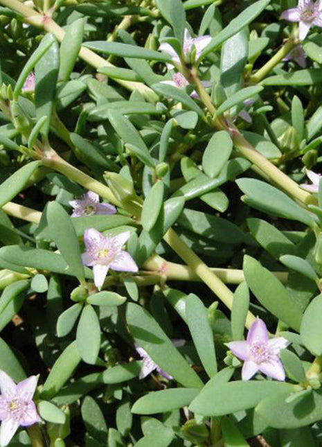 Sesuvium Portulacastrum or Shoreline seapurslane