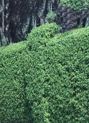 Clerodendrum Inerme Cone Shape &#8220;Wild Jasmine&#8221; 1.2-1.5m