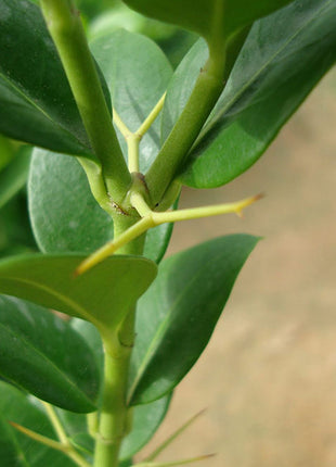 Carissa Grandiflora &#8220;Prostrata Natal Plum&#8221;