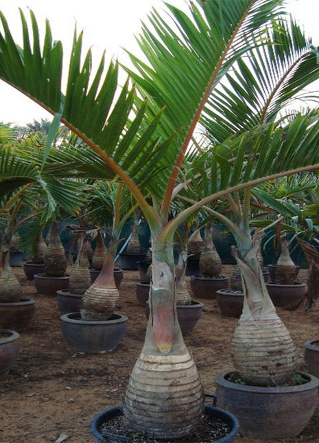 Hyophorbe Lagenicaulis &#8220;Bottle Palm&#8221; (1.8 to 2.0m)