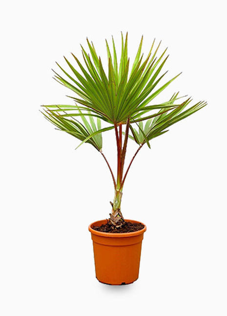 Latania Lontaroides or Red Latan Palm