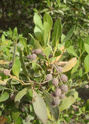 Conocarpus Erectus, Green Buttonwood