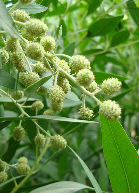Conocarpus Erectus &#8216;Saudi&#8217; or Damas tree  دمس