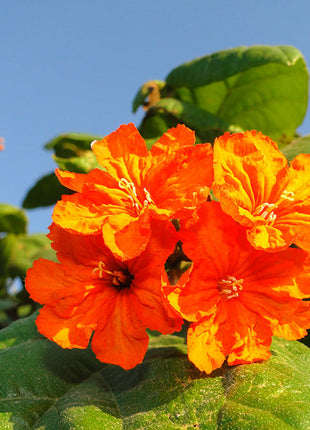 Cordia Sebestena or Orange Geiger Tree