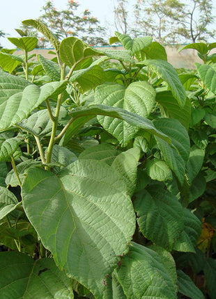 Cordia Sebestena or Orange Geiger Tree