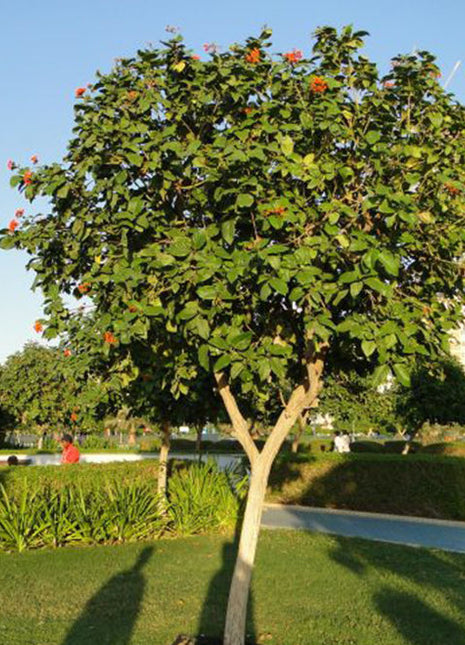 Cordia Sebestena or Orange Geiger Tree