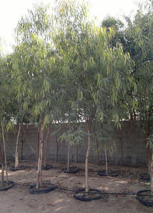 Eucalyptus Camaldulensis 2.0-2.5m
