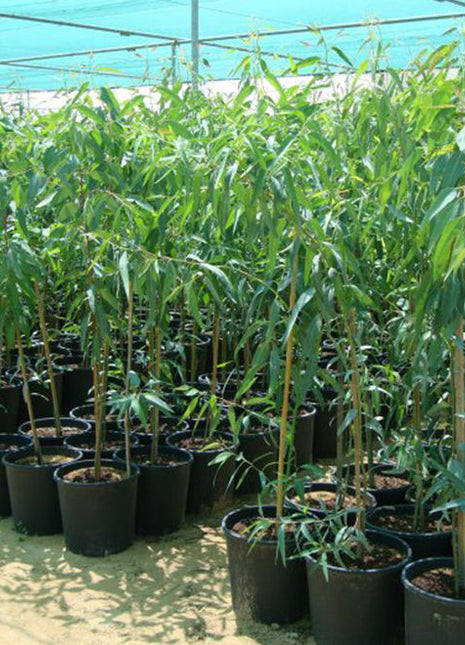 Eucalyptus Camaldulensis 2.0-2.5m