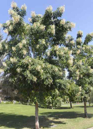 Millingtonia Hortensis &#8220;Tree Jasmine شجرة الياسمين or Indian Cork Tree&#8221;