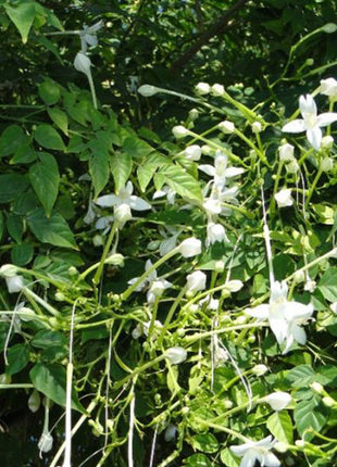 Millingtonia Hortensis &#8220;Tree Jasmine شجرة الياسمين or Indian Cork Tree&#8221;