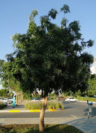 Millingtonia Hortensis &#8220;Tree Jasmine شجرة الياسمين or Indian Cork Tree&#8221;