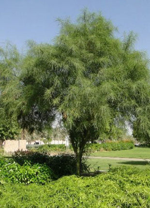 Parkinsonia Aculeata, Jerusalem Thorn Tree