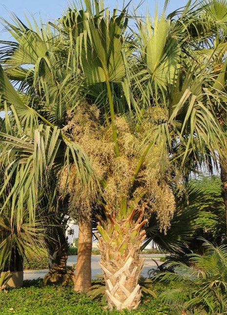 Sabal palmetto | Cabbage Palmetto, Sabal Palm, Carolina Palmetto 2.0-2.5m Height