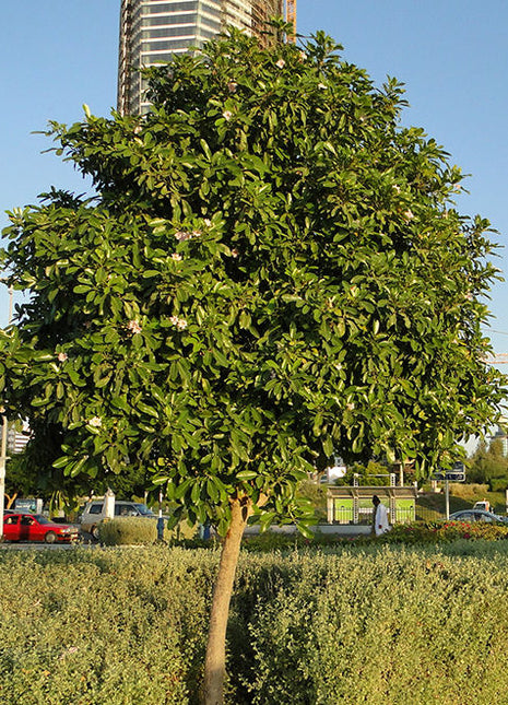 Tabebuia Rosea &#8220;Rosy Trumpet Tree&#8221;