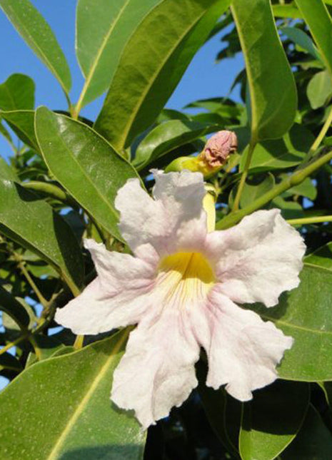 Tabebuia Rosea &#8220;Rosy Trumpet Tree&#8221;