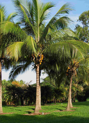 Cocos Nucifera &#8220;Coconut Palm&#8221; نخلة جوز الهند