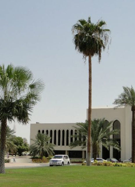 Copernicia Pruniferea &#8220;Wax Palm&#8221;
