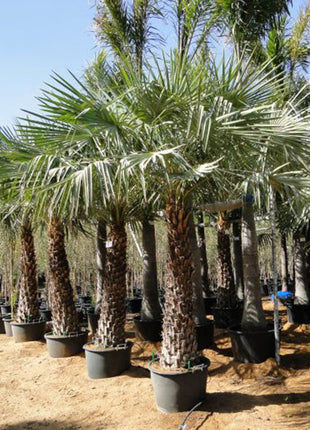 Copernicia Pruniferea &#8220;Wax Palm&#8221;