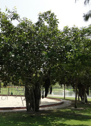 Ficus Benghalensis &#8220;Banyan Fig&#8221;