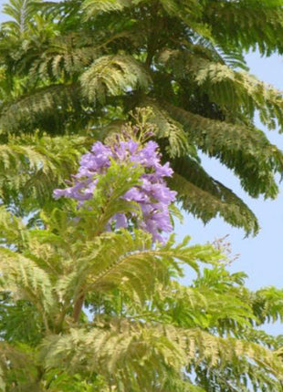 Jacaranda Mimosifolia &#8220;Blue jacaranda-Black Poui&#8221;