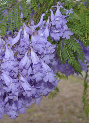 Jacaranda Mimosifolia &#8220;Blue jacaranda-Black Poui&#8221;