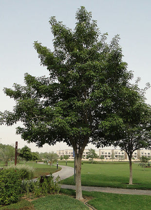 Tabebuia Pentaphylla &#8220;Trumpet Tree or Pink Poui&#8221;