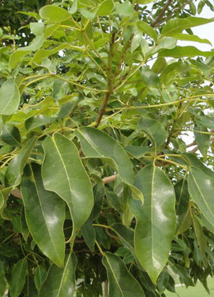 Tabebuia Pentaphylla &#8220;Trumpet Tree or Pink Poui&#8221;