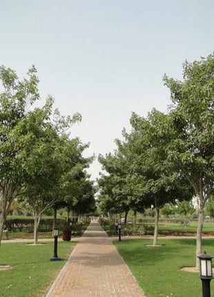 Tabebuia Pentaphylla &#8220;Trumpet Tree or Pink Poui&#8221;