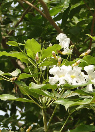 Tabebuia Pentaphylla &#8220;Trumpet Tree or Pink Poui&#8221;