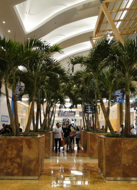 Veitchia Merrillii &#8220;Manila Palm&#8221;