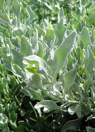 Atriplex Semibaccata or Salt Bush