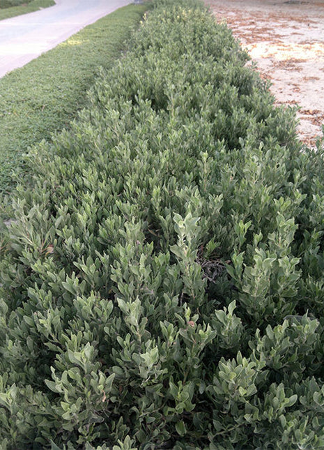 Atriplex Semibaccata or Salt Bush