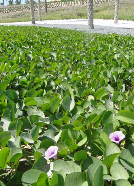 Ipomoea pes-caprae, Railroad Vine or Railway Creeper