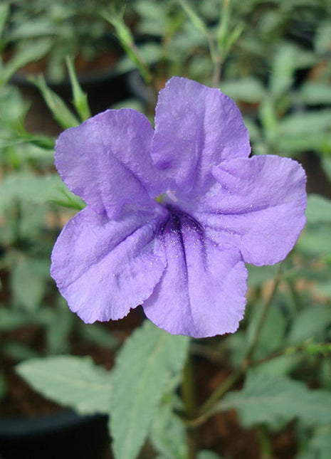 Ruellia Ciliosa &#8220;Wild Petunia&#8221; 6Ltr Pot