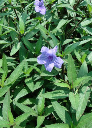 Ruellia Ciliosa or Wild Petunia