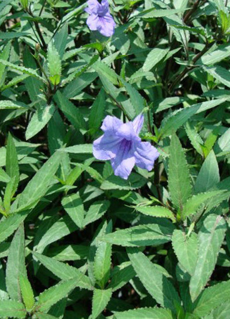 Ruellia Ciliosa or Wild Petunia