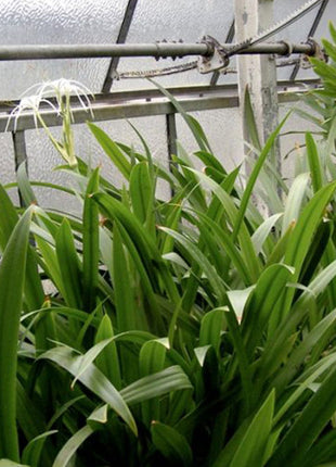 Hymenocallis littoralis or Spider Lilly