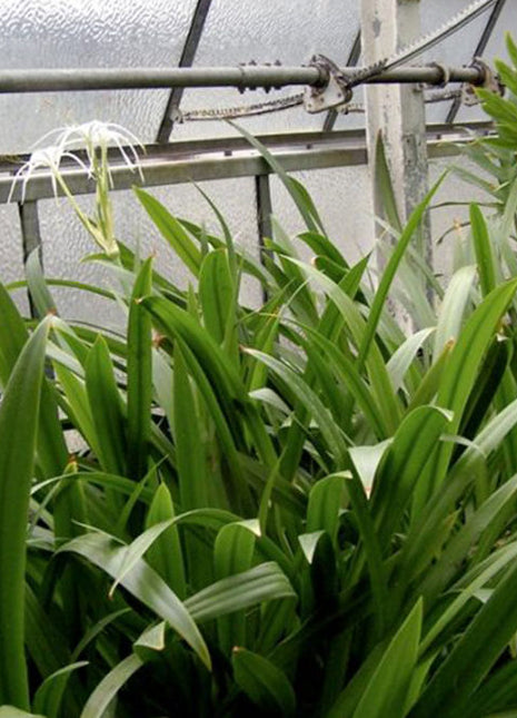 Hymenocallis littoralis or Spider Lilly