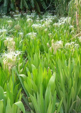 Hymenocallis littoralis or Spider Lilly