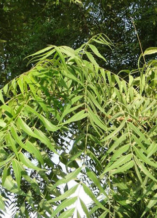 Azadirachta indica &#8220;Neem Tree&#8221;