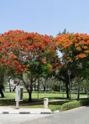 Delonix Regia, Flame Tree or Royal Poinciana
