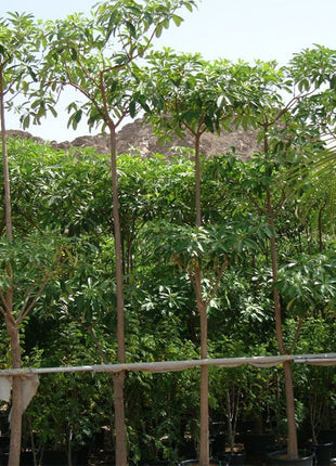 Alstonia Scholaris, Indian Pulai, White Cheesewood 3.0 &#8211; 3.5m