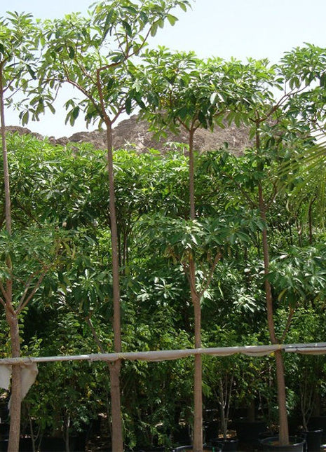 Alstonia Scholaris, Indian Pulai, White Cheesewood 3.0 &#8211; 3.5m