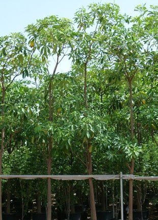 Alstonia Scholaris, Indian Pulai, White Cheesewood 3.0 &#8211; 3.5m