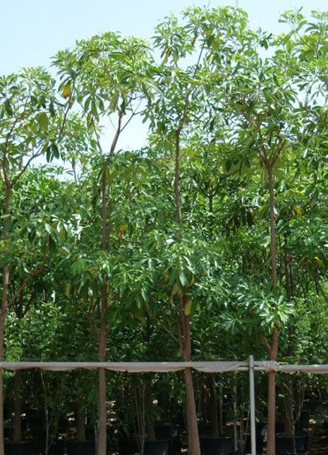 Alstonia Scholaris, Indian Pulai, White Cheesewood 3.0 &#8211; 3.5m