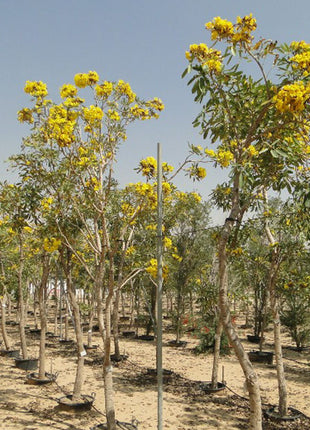 Tabebuia Argentea or Golden Bell Tree