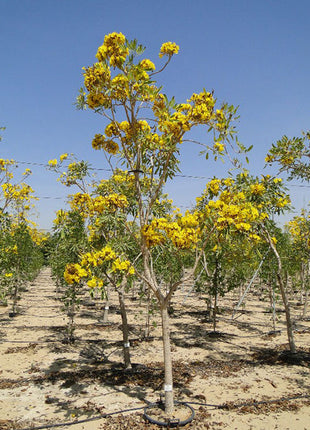 Tabebuia Argentea or Golden Bell Tree