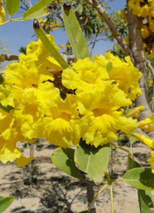 Tabebuia Argentea or Golden Bell Tree