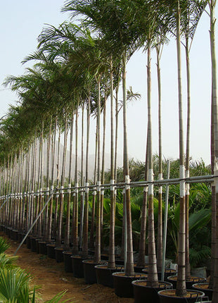 Carpentaria Acuminata &#8220;Carpentaria Palm&#8221;